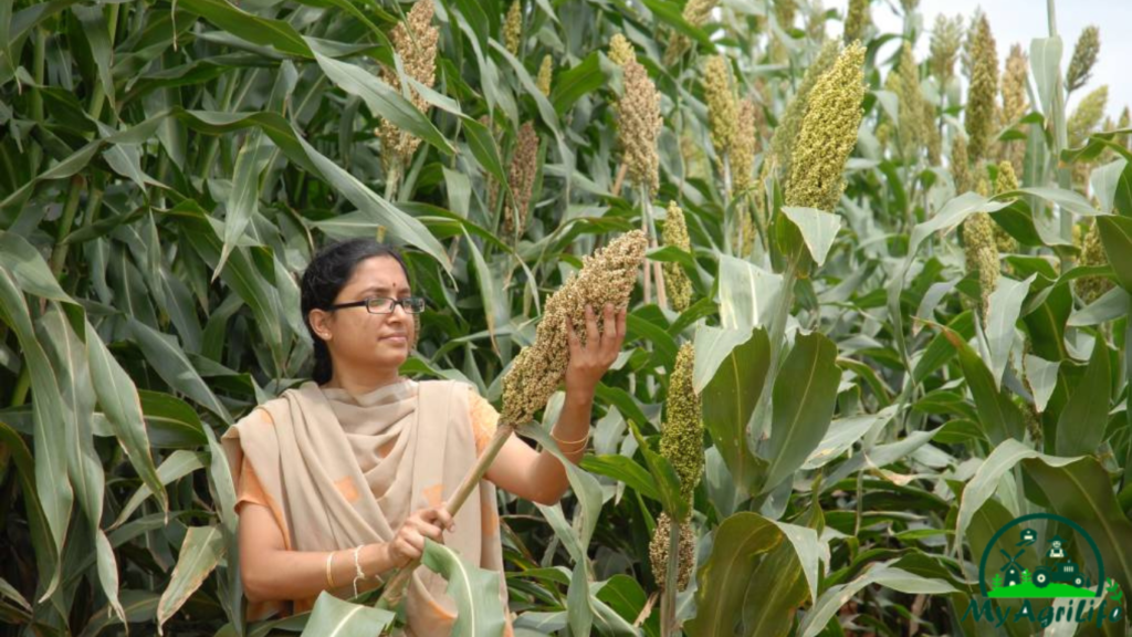 Sorghum farming