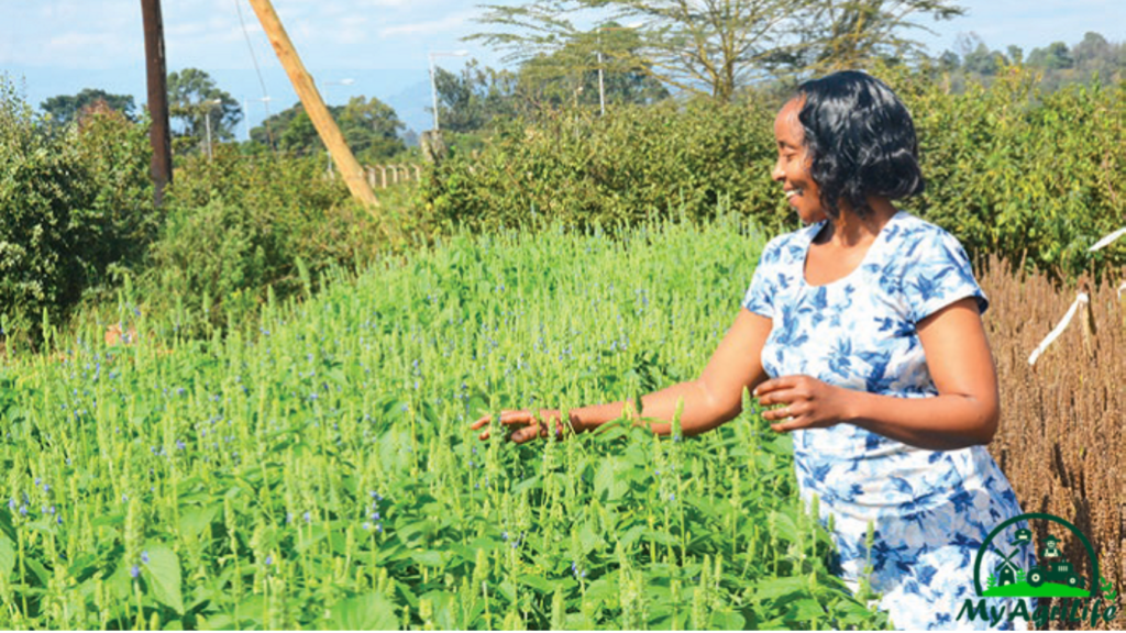 Chia seeds Farming