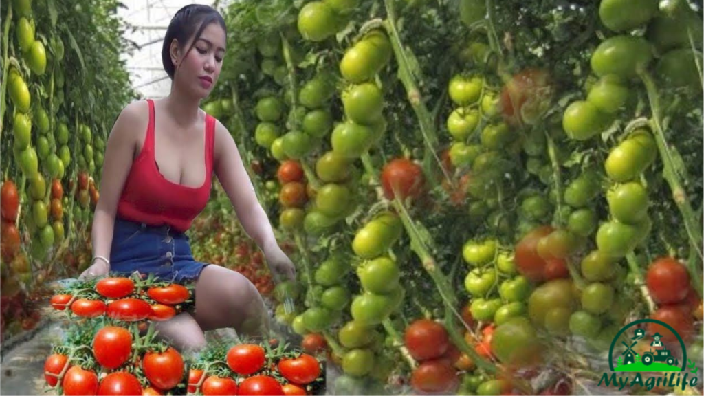 Tomatoes farming