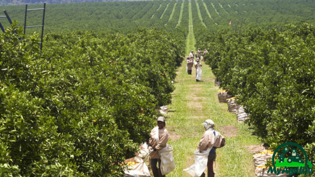 Orange farming