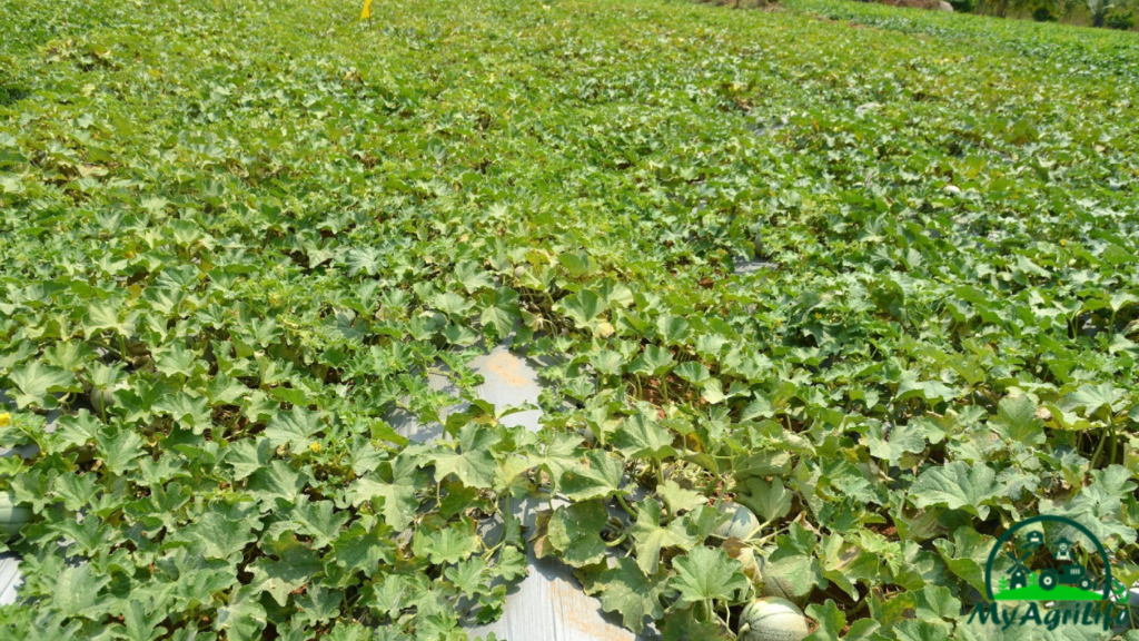 Muskmelon farming