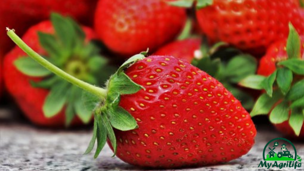 Strawberry farming