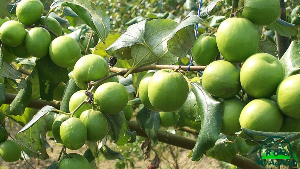 Jujube farming 