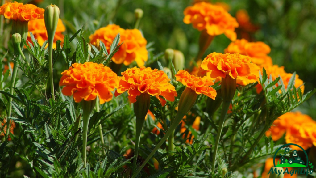 Marigold Farming