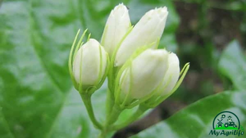 Jasmine farming