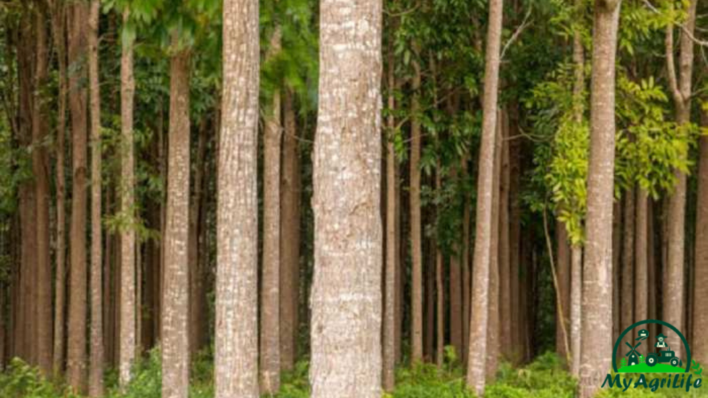 Mahogany Tree  Farming 