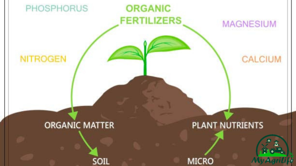 Soil Fertility: How To Measure, Preserve, And Improve