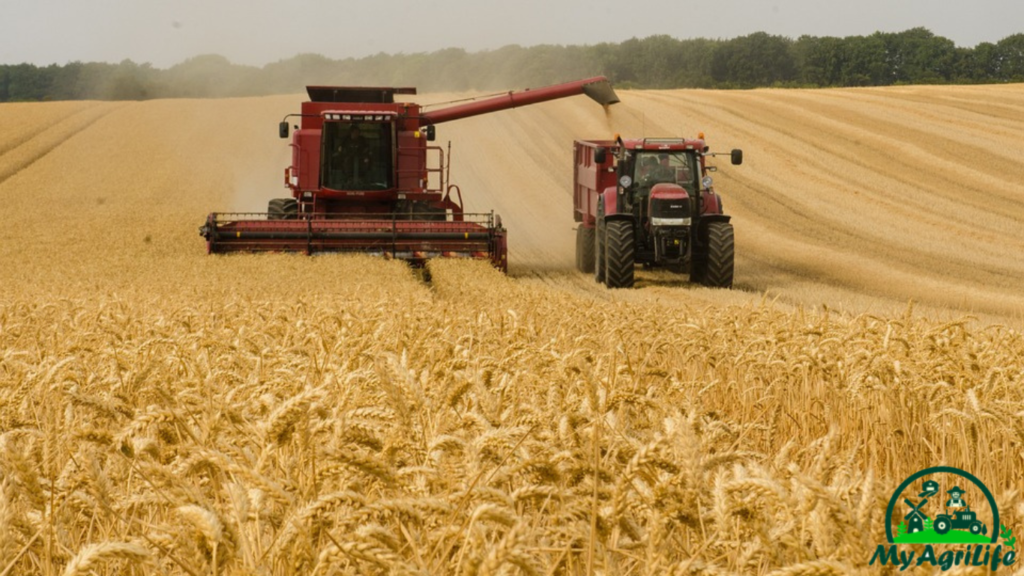 wheat farming