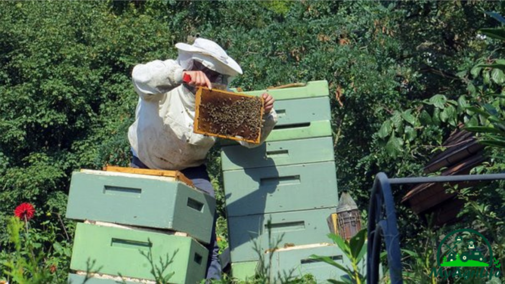 Beekeeping