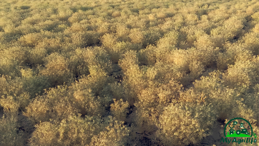 CUMIN FARMING