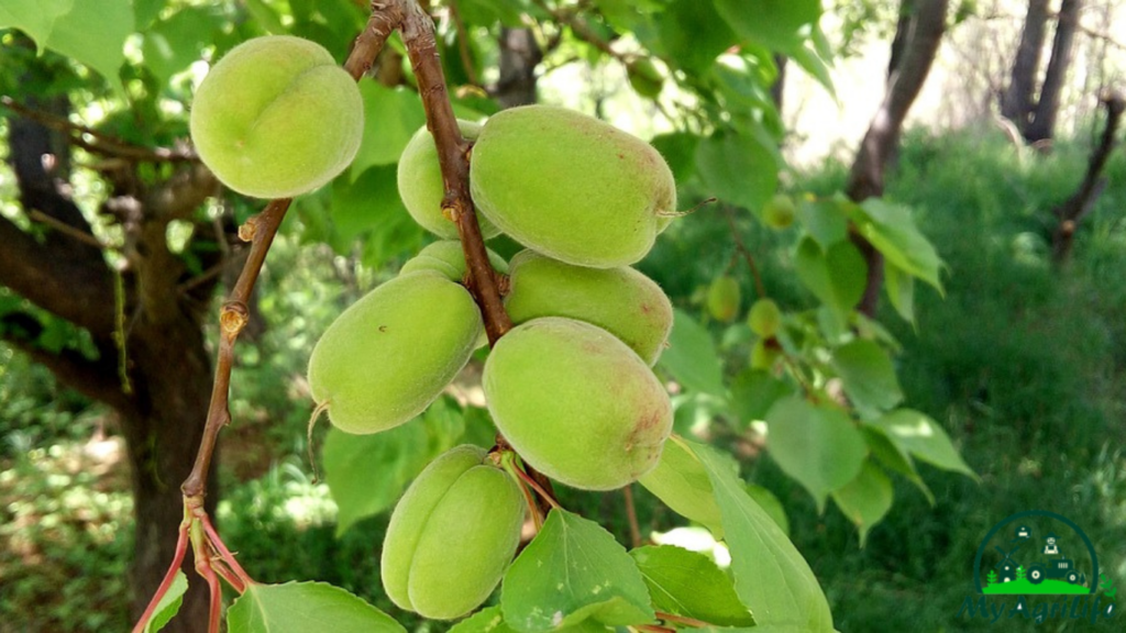 Apricot Farming