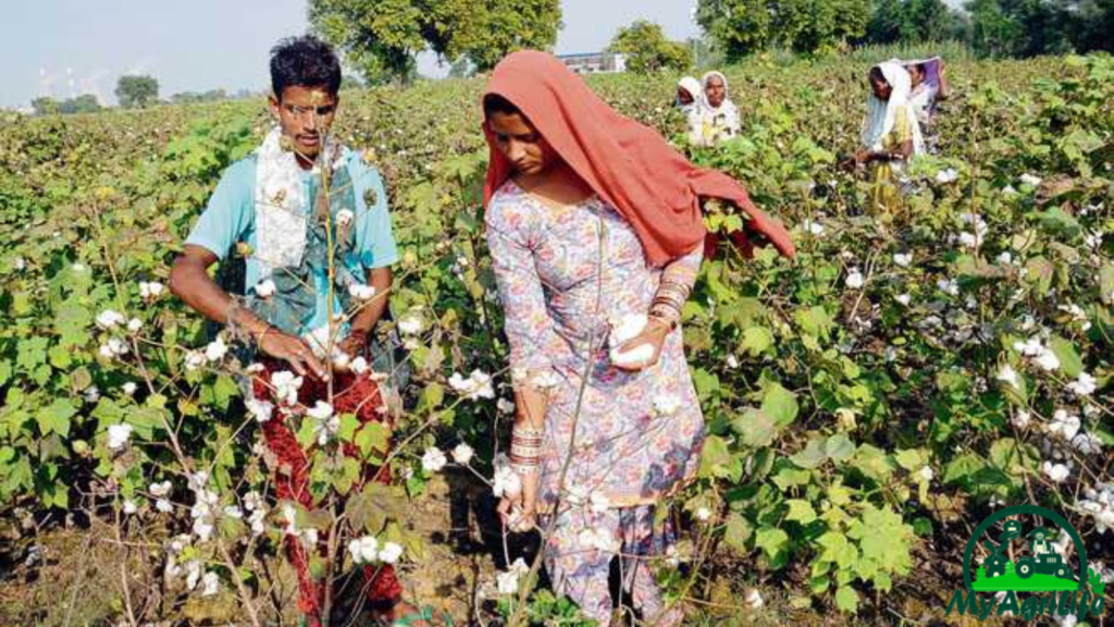 cotton farming