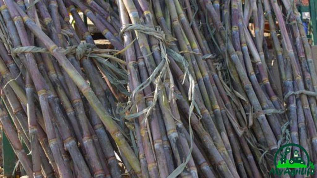 sugarcane farming