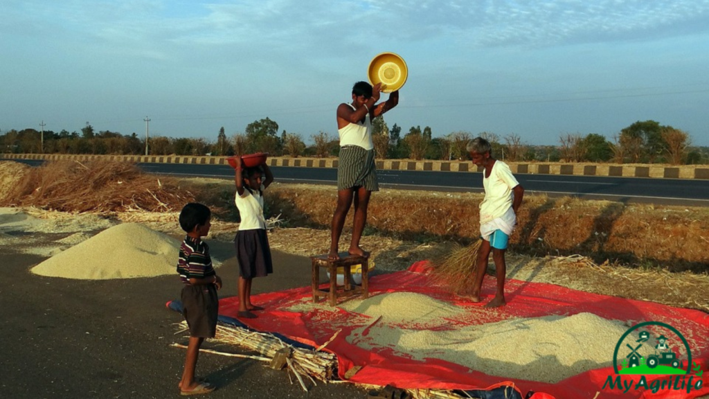 Sorghum farming