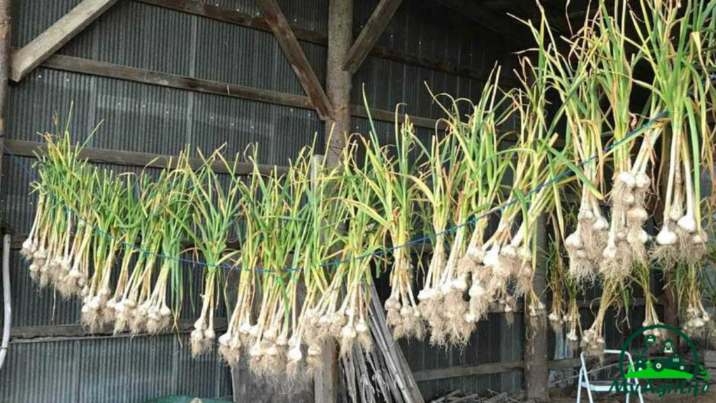 Garlic farming