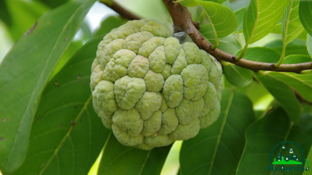 Custard apple