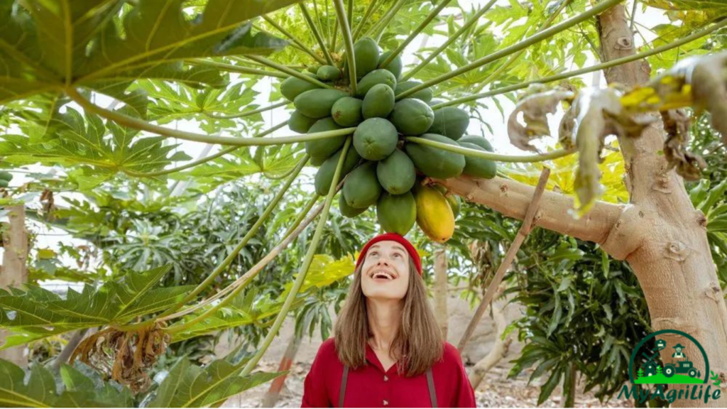 Papaya farming