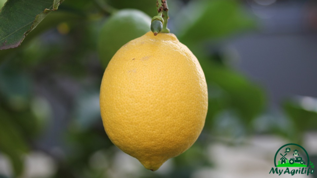 lemon farming