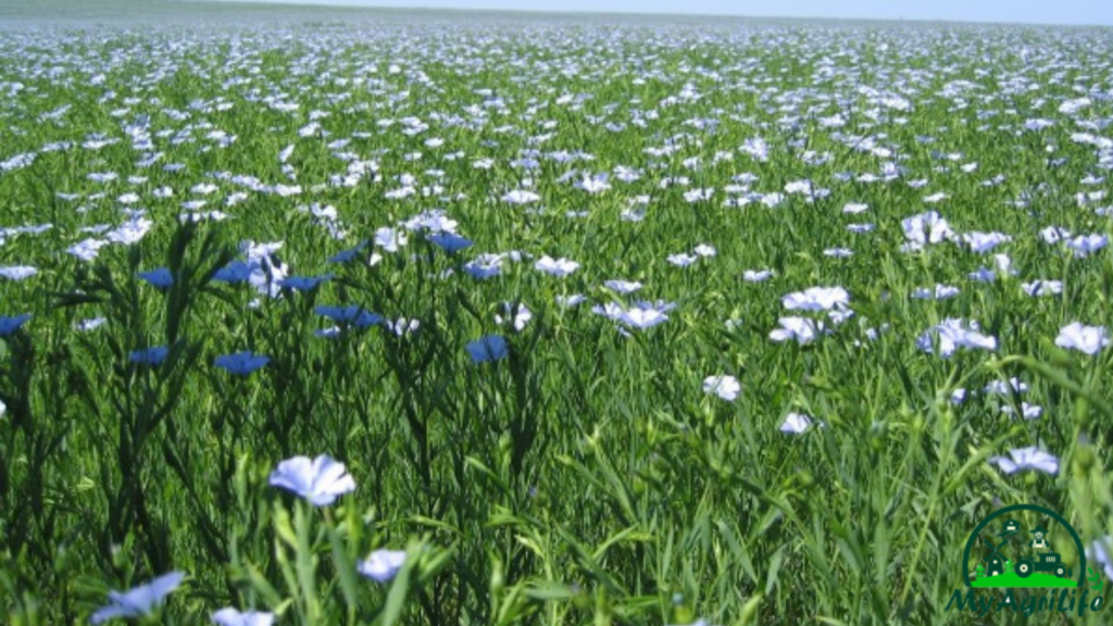 Linseed Farming