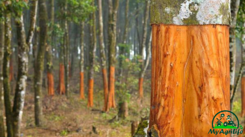 cinnamon farming