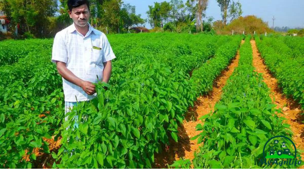 Chia seeds Farming