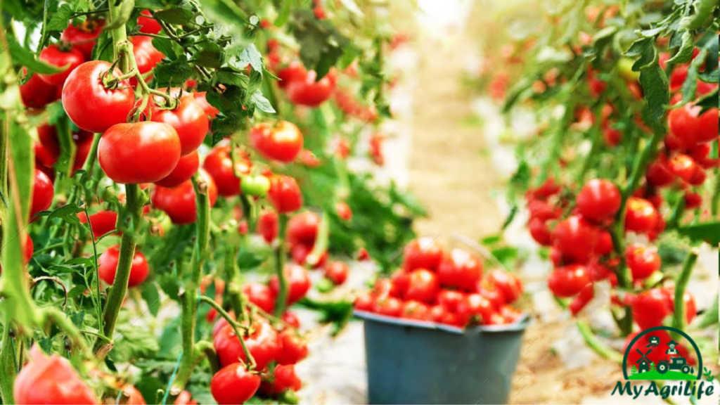 Tomatoes farming