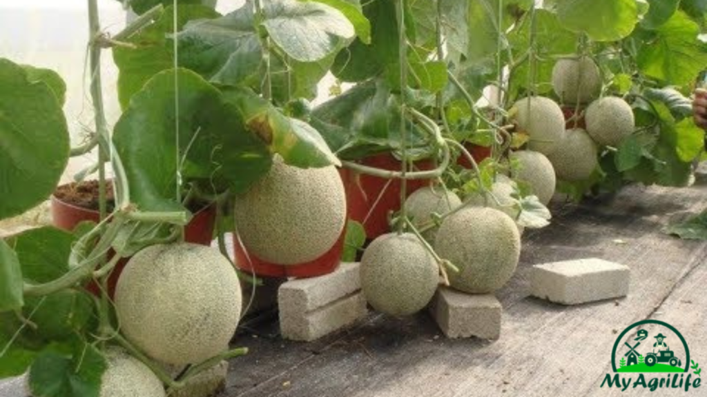 Muskmelon farming