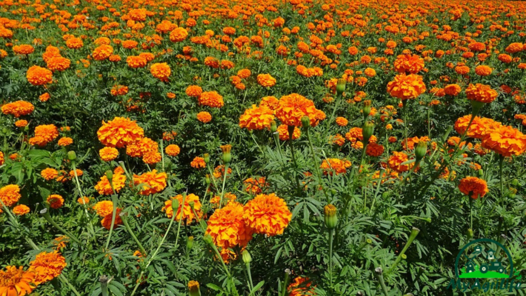 Marigold Farming