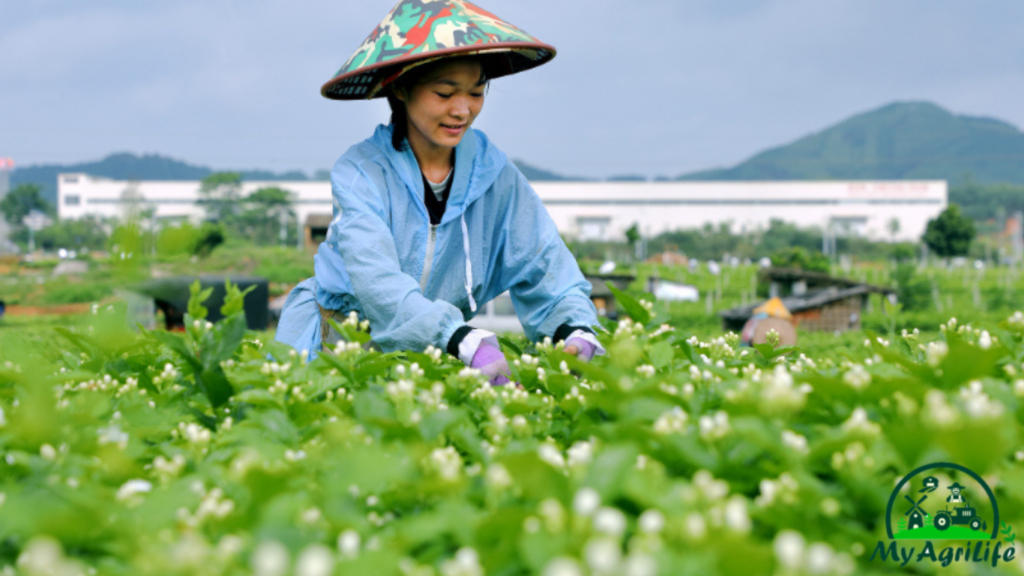 Jasmine farming