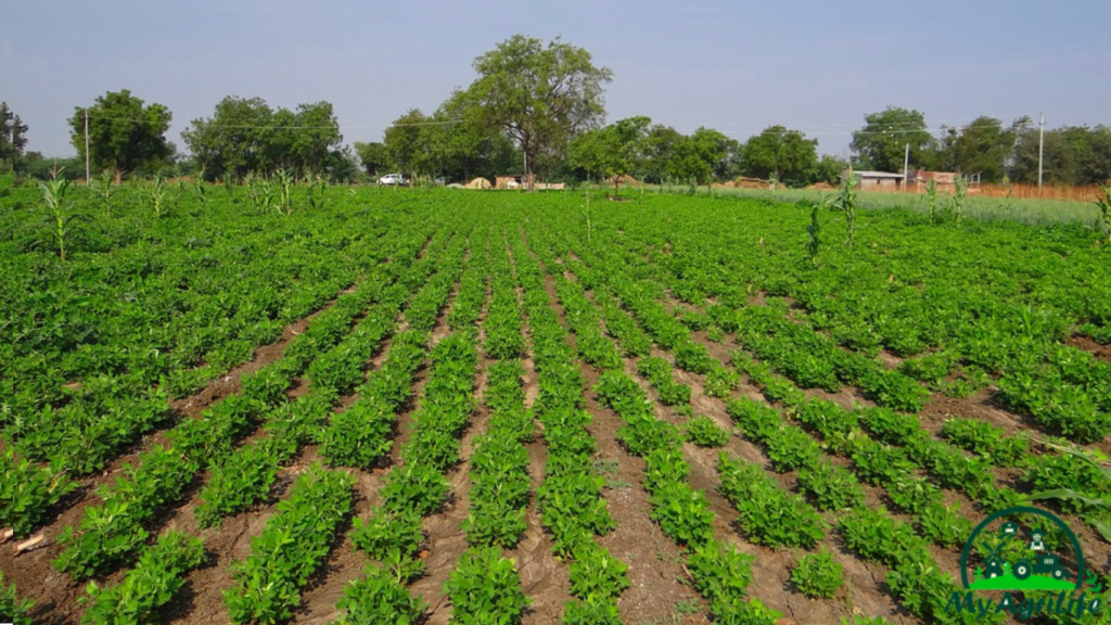 Groundnut farming