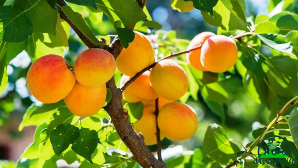 Apricot Farming