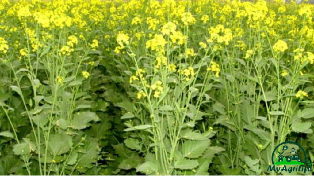 mustard farming