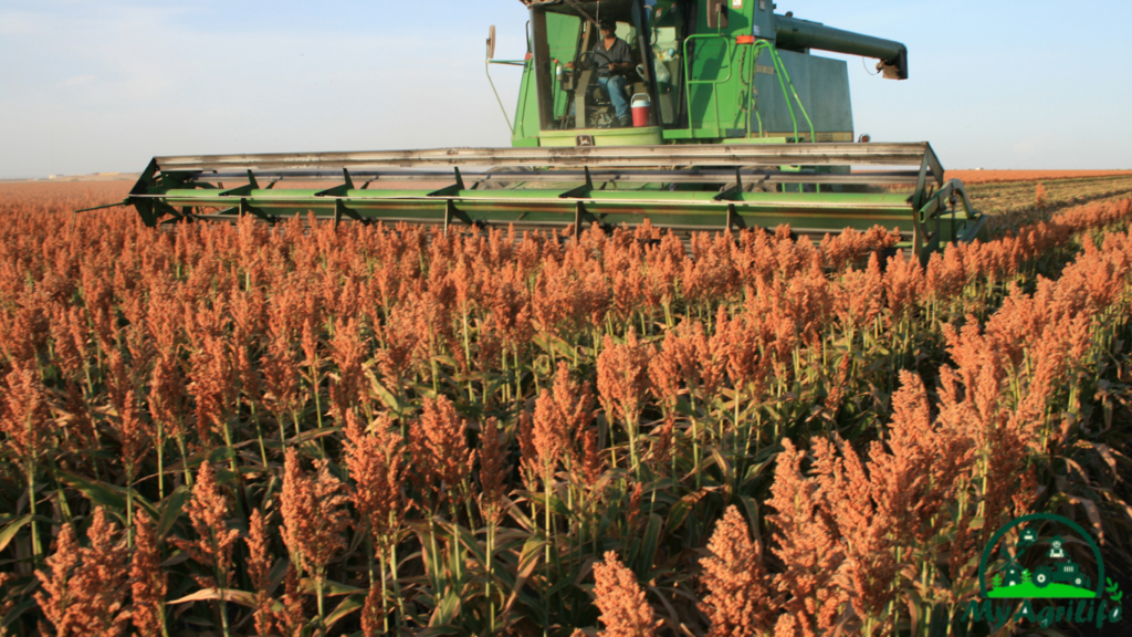 Sorghum farming