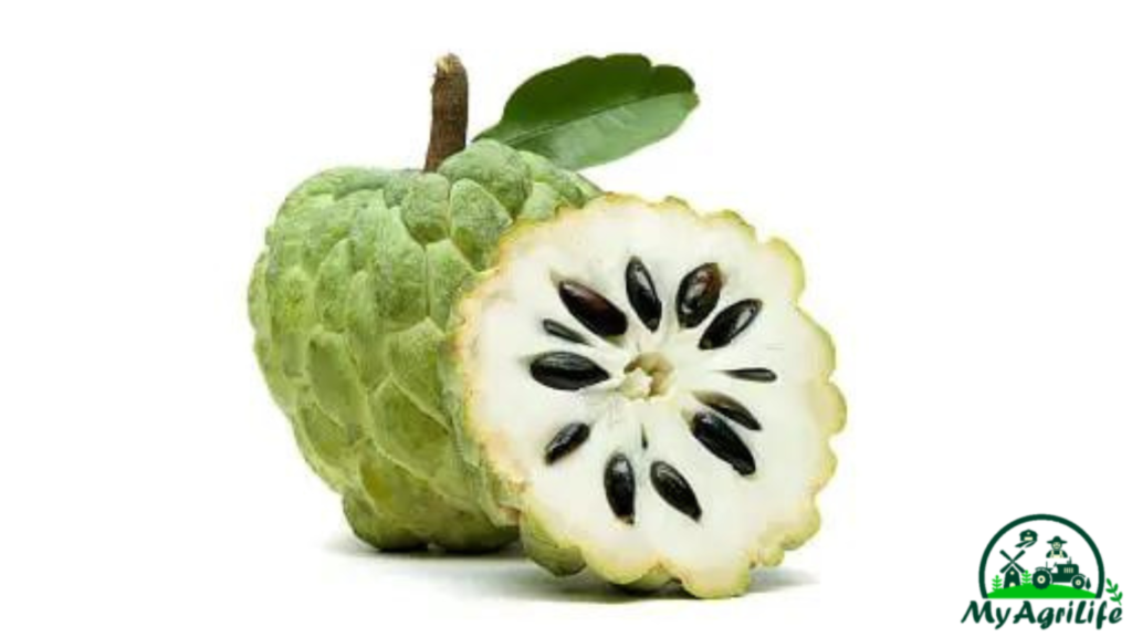 Custard apple