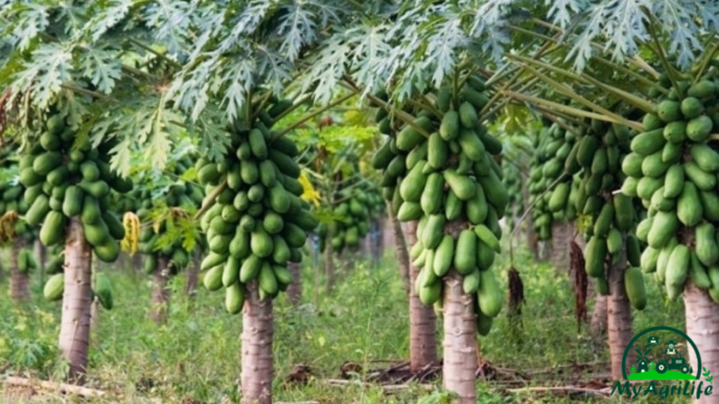 Papaya farming