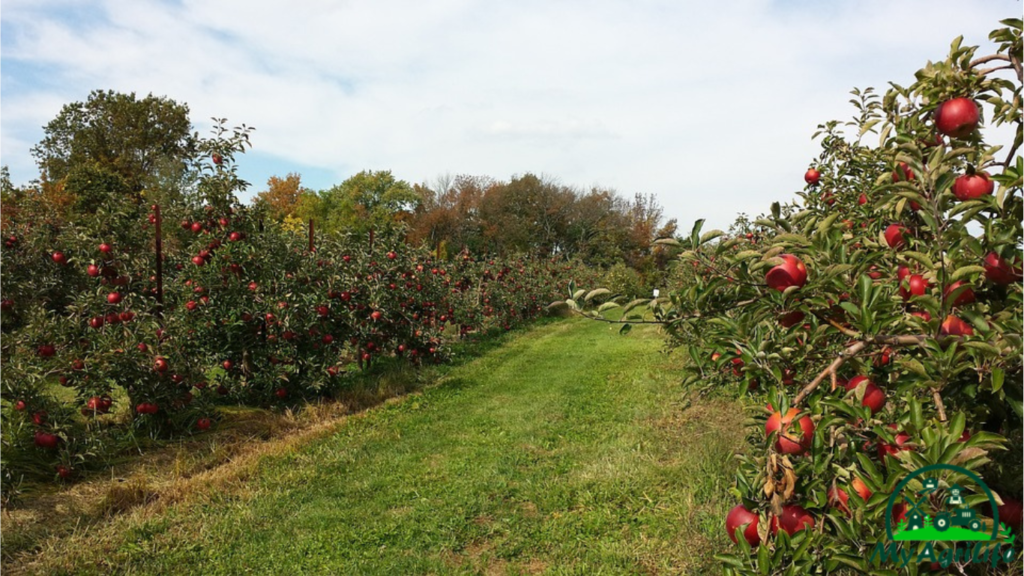 apple farming