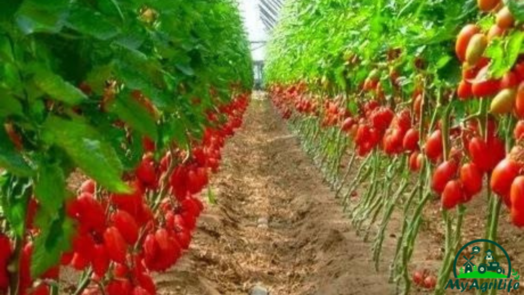 Tomatoes farming