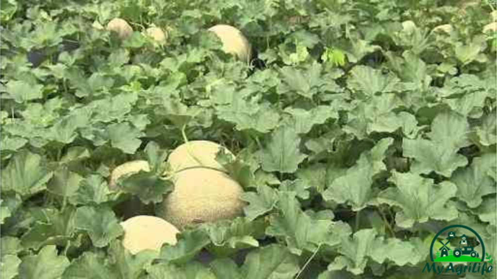 Muskmelon farming