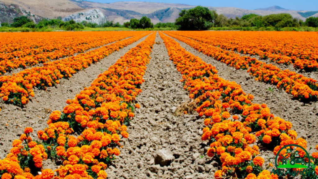 Marigold Farming