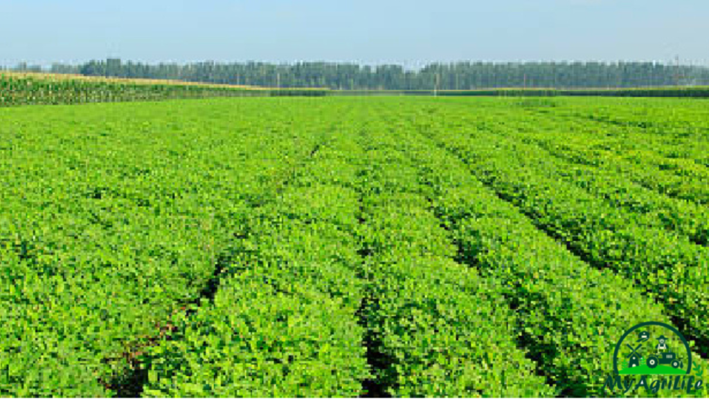 Groundnut farming