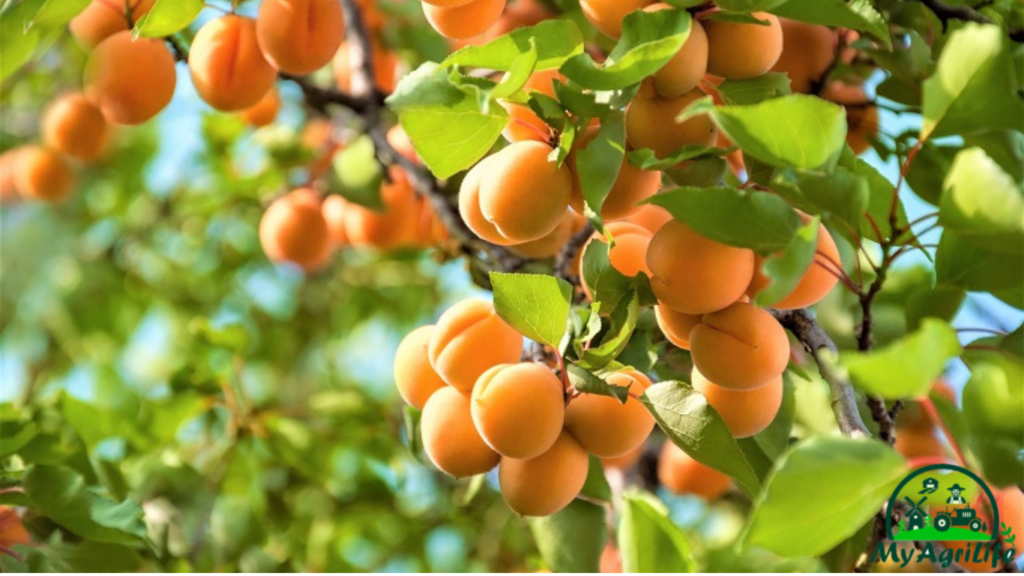 Apricot Farming