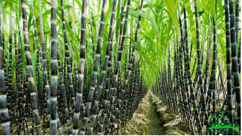 sugarcane farming