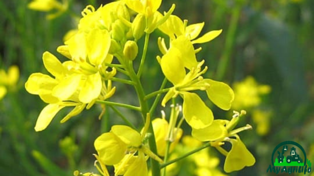 mustard farming