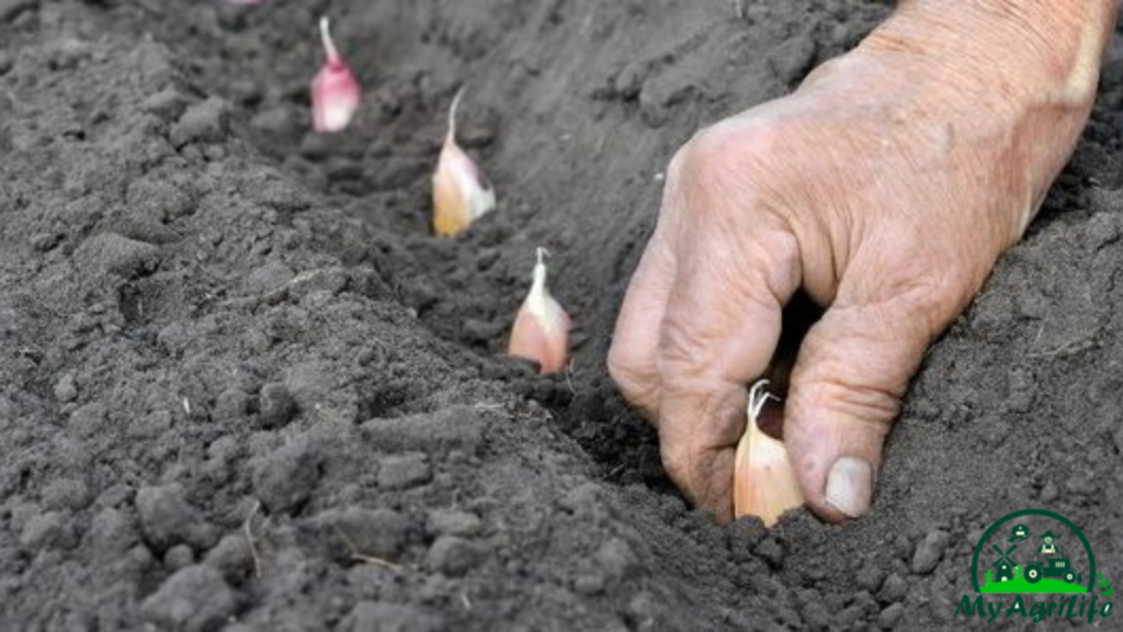 Garlic farming