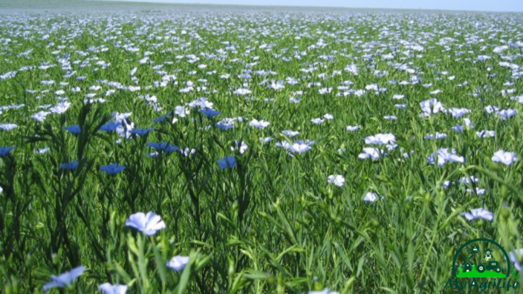 Linseed Farming