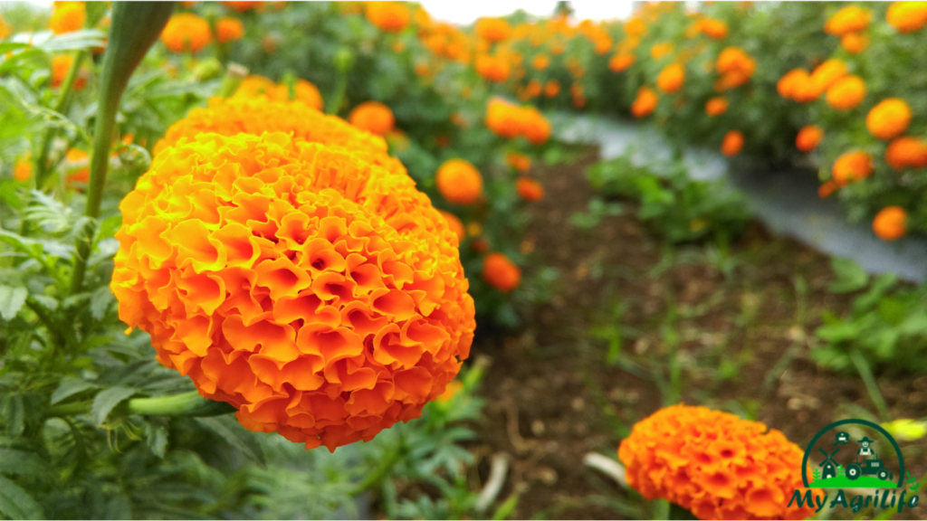 Marigold Farming