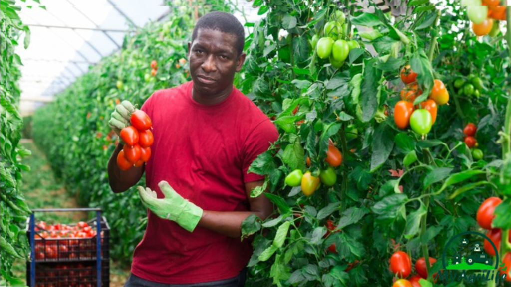 Tomatoes farming