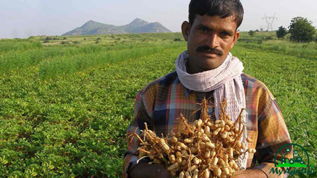 Groundnut farming