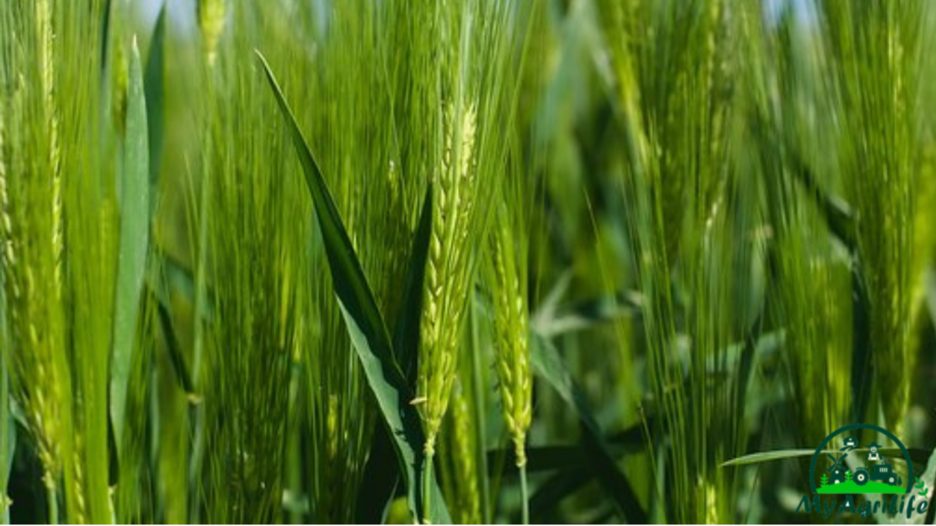 wheat farming