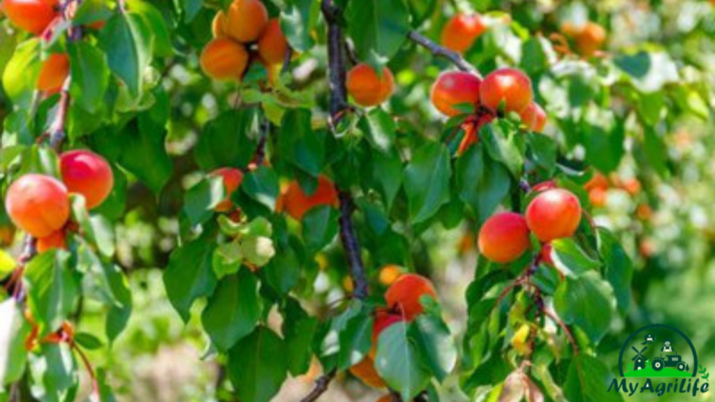 Apricot Farming